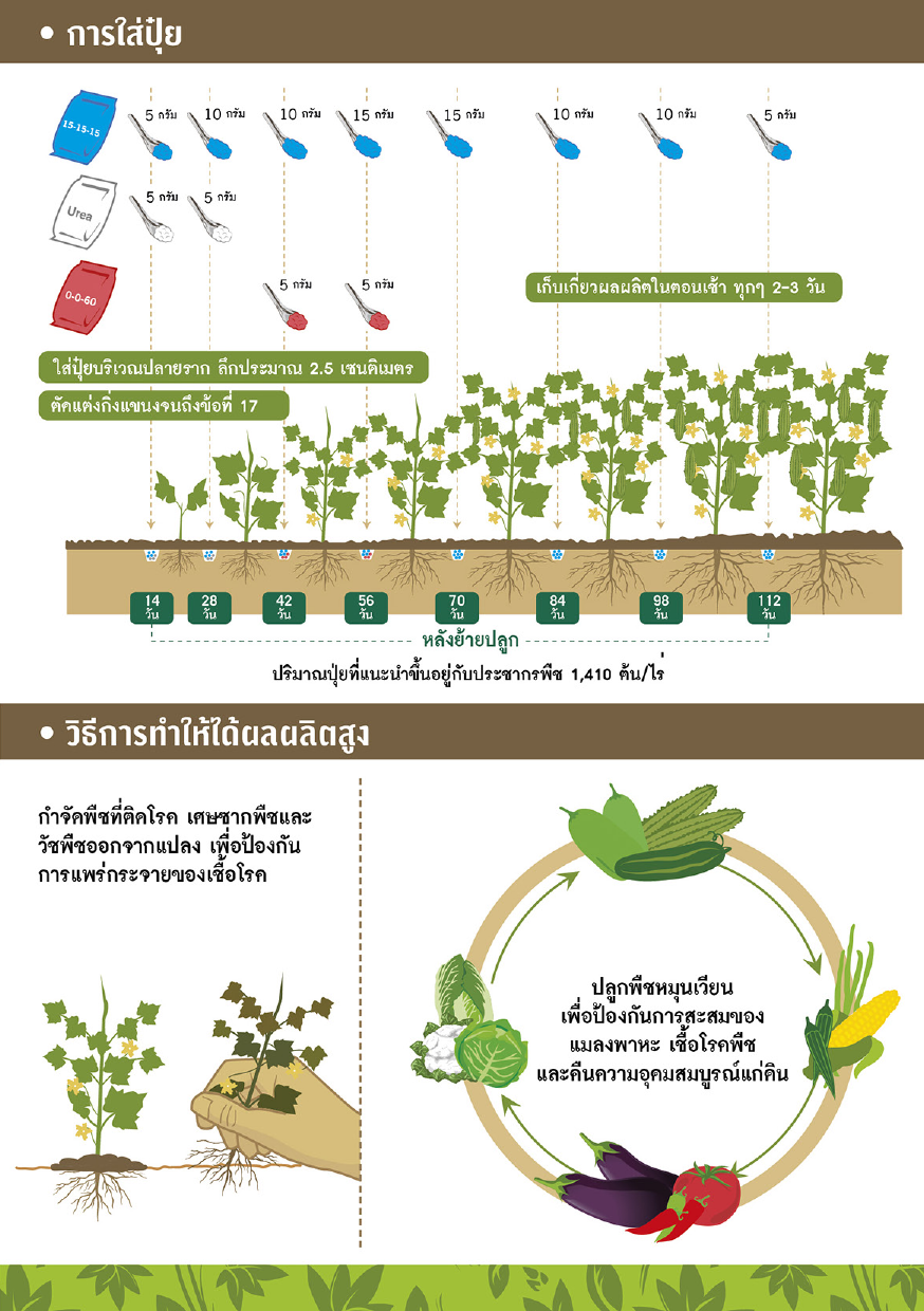 GGEW เมล็ดพันธุ์ มะระขี้นกไซเบอร์ 10 เมล็ด ตราศรแดง มะระขี้นก Bitter Gourd
