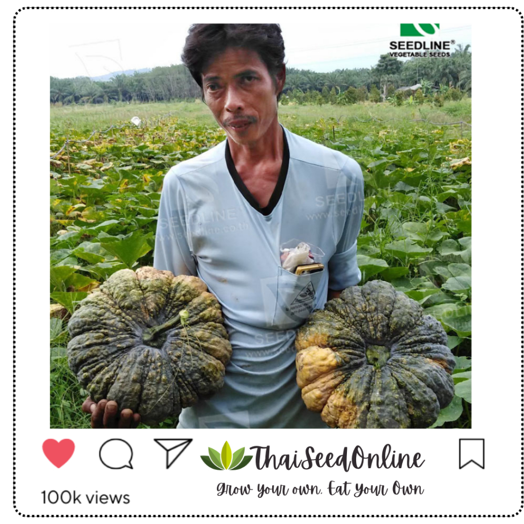 Seed Line(ซีดไลน์) ซอง 10 กรัม เมล็ดพันธุ์ ฟักทอง ซุปเปอร์บิ๊ก ตราซีดไลน์ Pumpkin
