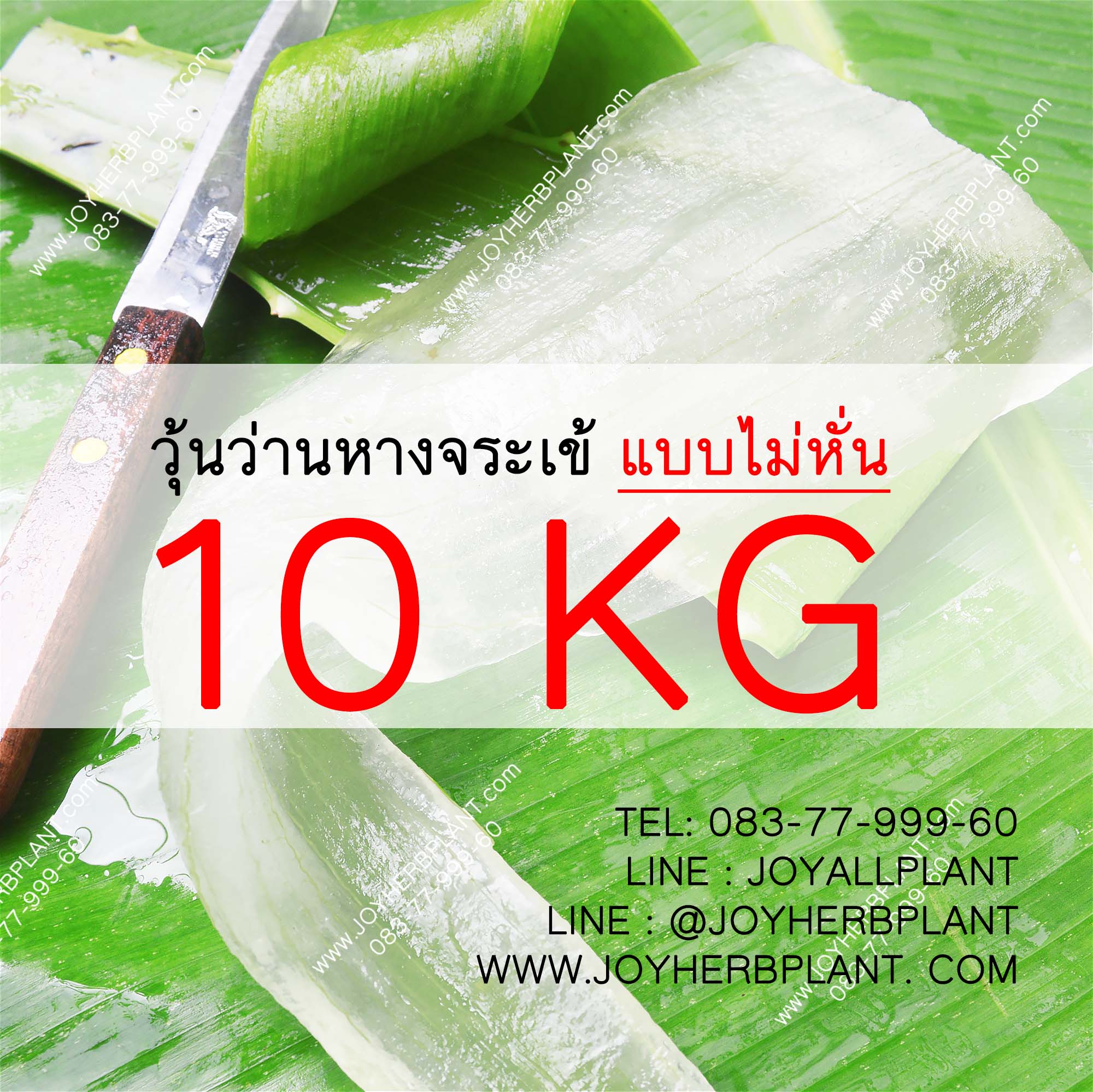 วุ้นว่านหางจระเข้ (แบบไม่หั่น) 10 กก. รวมลังโฟม+น้ำแข็ง