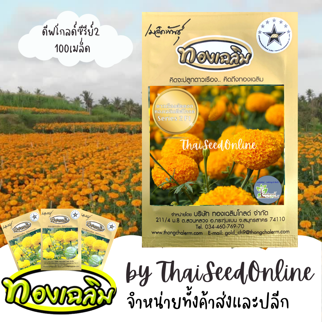 TC100S 100 เมล็ด เมล็ดพันธุ์ ดาวเรืองตัดดอกสีทองเข้ม ทองเฉลิมดีพโกลด์ซีรียส์2 100 เมล็ด ตราทองเฉลิม