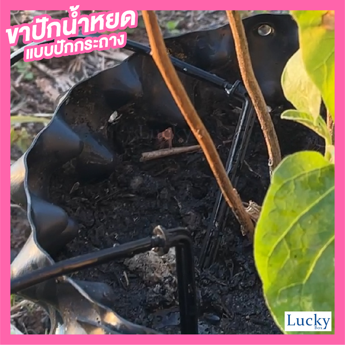 ขาปักน้ำหยด ขนาด 3/5 mm. แบบตรง สีดำ (แพ็ค 20 ชิ้น)