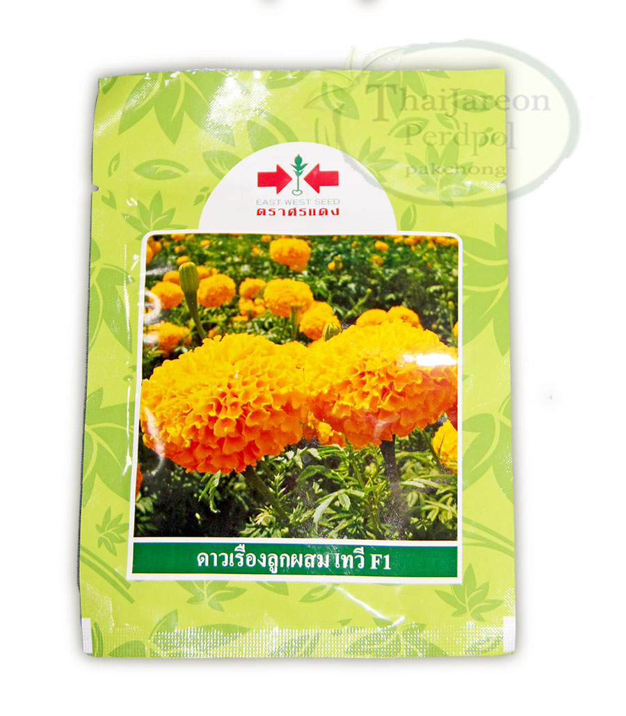เมล็ดพันธุ์ดอกดาวเรืองสีทอง ดาวเรืองลูกผสม เทวี F1 ( 1000 เมล็ด )