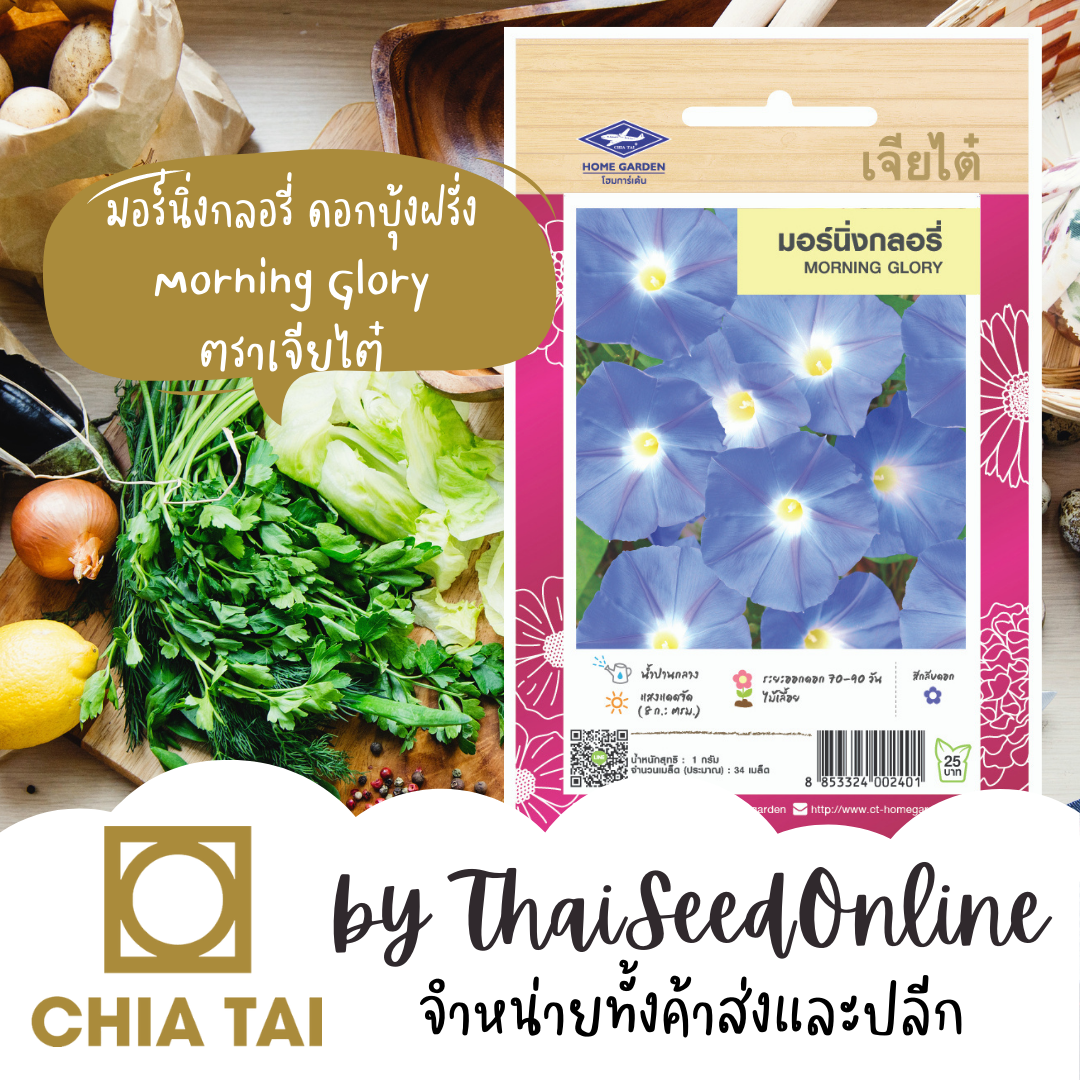 CTFW เมล็ดพันธุ์ดอกไม้ ผักบุ้งฝรั่ง มอร์นิ่งกลอรี่ ตราเจียไต๋ เมล็ดดอกไม้ เมล็ดพันธุ์ดอกไม้ Morrning Glory Flower