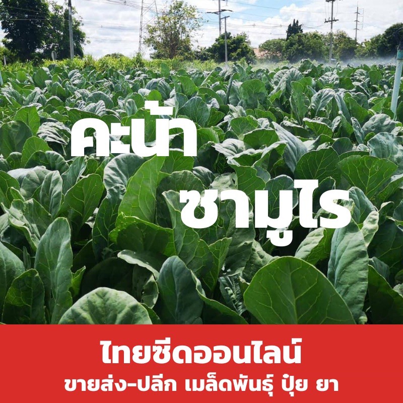 เมล็ดพันธุ์พืช🔥ท้าให้ลอง🔥50กรัม คะน้ายอด คะน้าซามูไร ต้นอวบ ใบใหญ่ ปลายแหลม