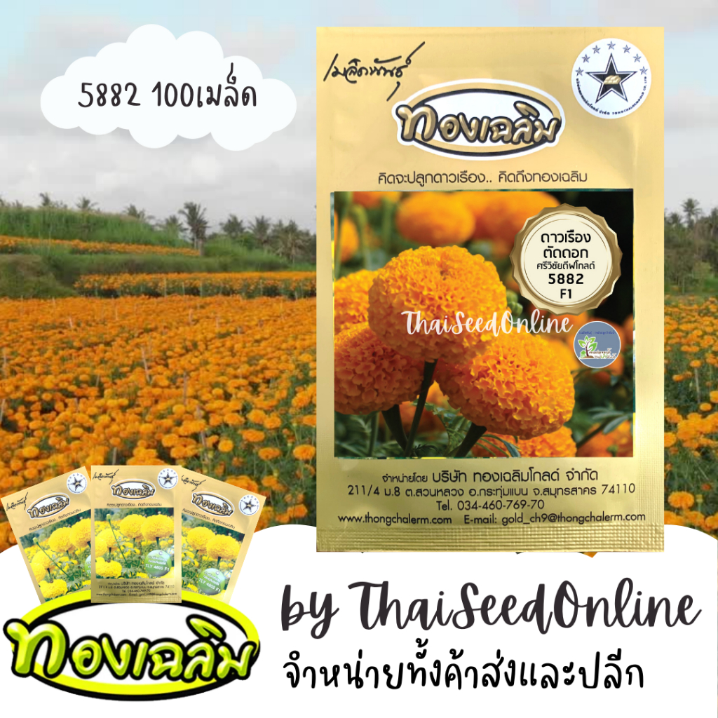 Thongchalerm(ทองเฉลิม) TC100S เมล็ดพันธุ์ ดาวเรืองตัดดอก ดาวเรืองทองเฉลิม 5882 100 เมล็ด Marigold Thongchalerm 5882 100Seeds