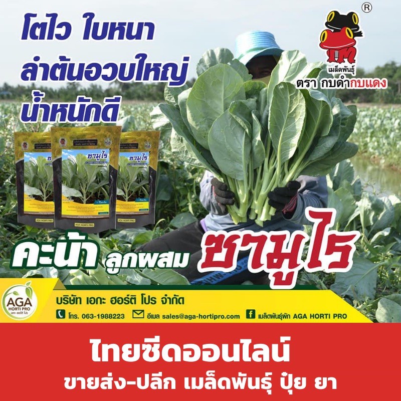 เมล็ดพันธุ์พืช🔥ท้าให้ลอง🔥50กรัม คะน้ายอด คะน้าซามูไร ต้นอวบ ใบใหญ่ ปลายแหลม