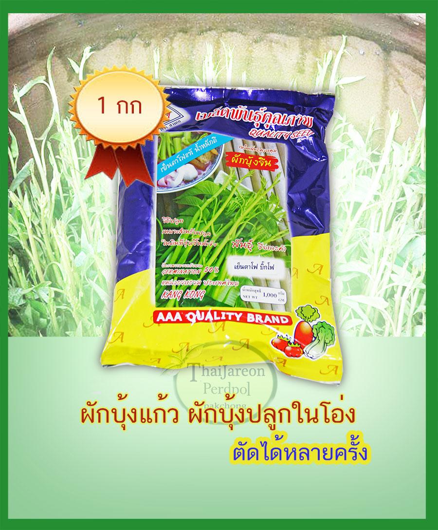 เมล็ดผักบุ้งแก้ว ผักบุ้งเย็นตาโฟ ผักบุ้งบ้องใหญ่ 1 กก ตรา AAA มีแบ่งขาย