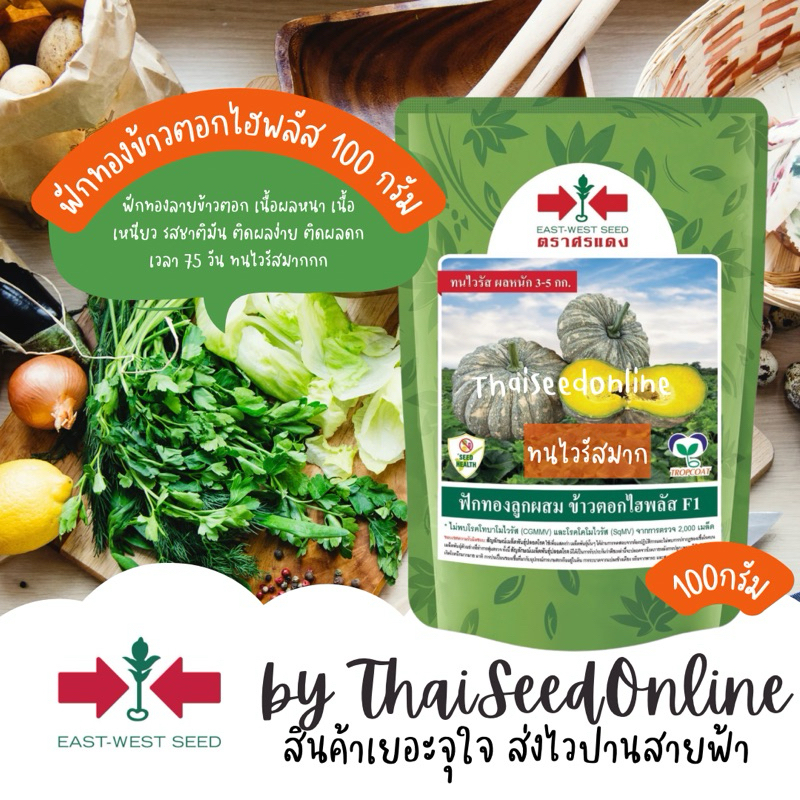 Sorndang(ศรแดง) EWCOM ฟักทองลูกผสมลายข้าวตอก ข้าวตอกไฮพลัส ข้าวตอก Pumpkin