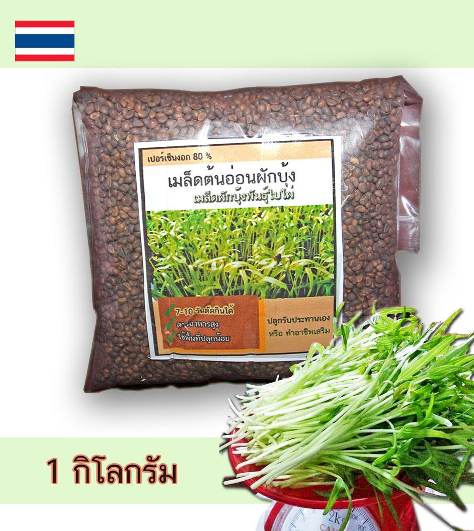 เมล็ดพันธุ์ผักบุ้ง พันธุ์เรียวไผ่ เหมาะกับปลูกต้นอ่อน