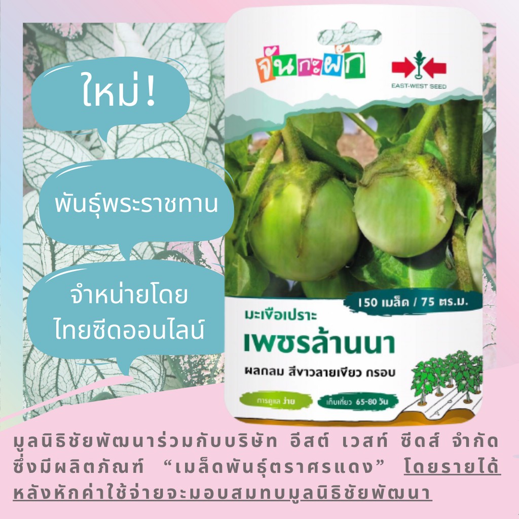 GGEW มะเขือเปราะเพชรล้านนา 150เมล็ด ตราศรแดง เมล็ดพันธุ์พระราชทาน จันกะผัก Eggplant