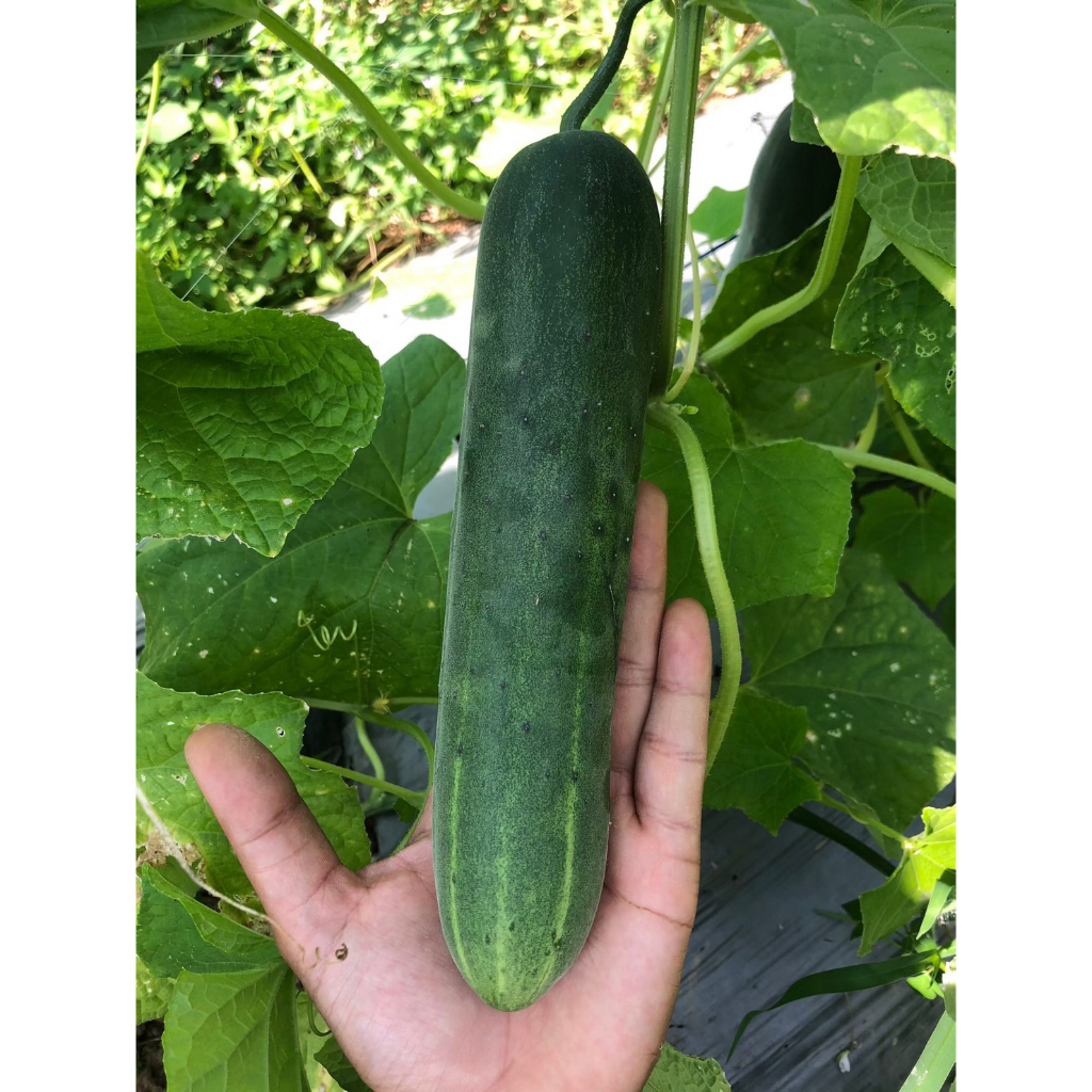 Advance Seeds(ตราตะวันต้นกล้า) ADV กป 100กรัม เมล็ดพันธุ์แตงร้าน โพไซดอน 100 กรัม ตราตะวันต้นกล้า Cucumber F1