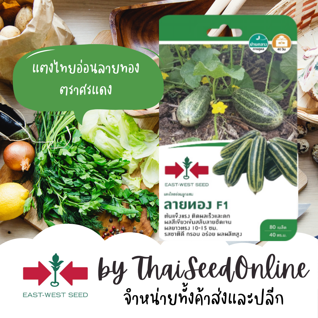 GGEW เมล็ดพันธุ์ซฟ แตงไทยอ่อน ลายทอง ตราศรแดง แตงไทย Musk Melon