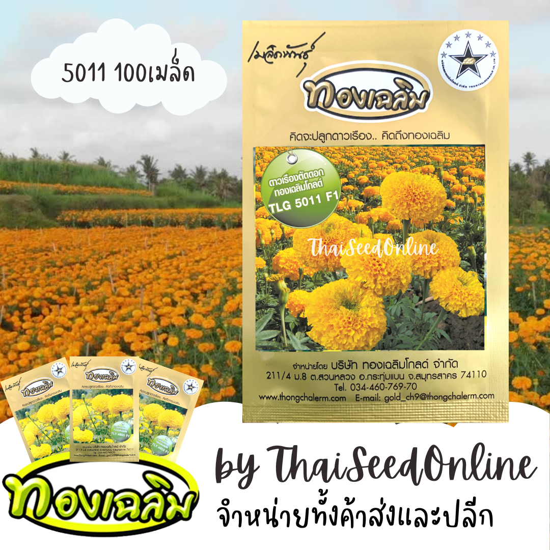TC100S เมล็ดพันธุ์ ดาวเรืองตัดดอก ดาวเรืองทองเฉลิม 5011 100 เมล็ด Marigold Thongchalerm 5011 100Seeds