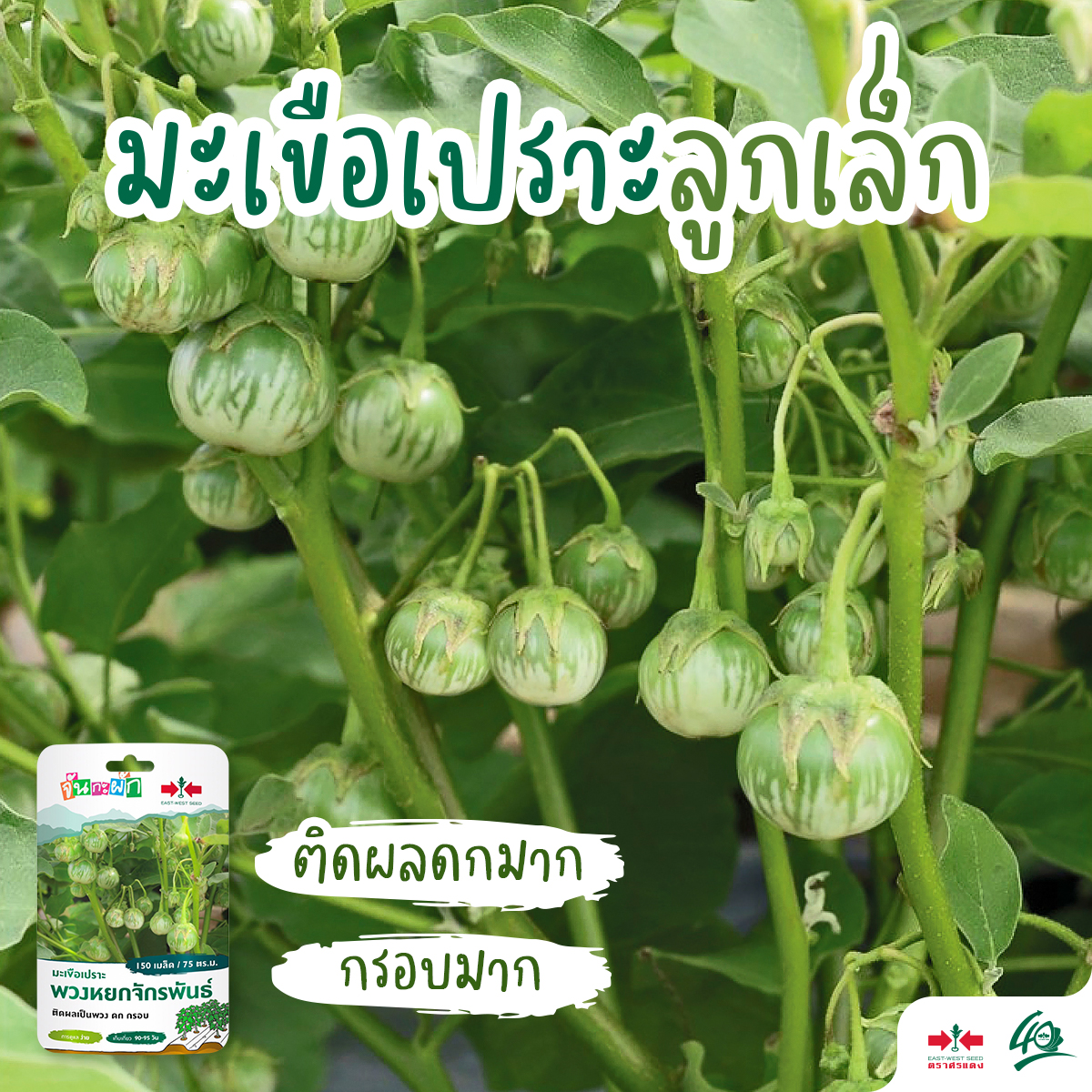 GGEW มะเขือเปราะพวงหยกจักรพันธุ์ 150เมล็ด ตราศรแดง เมล็ดพันธุ์พระราชทาน จันกะผัก Eggplant