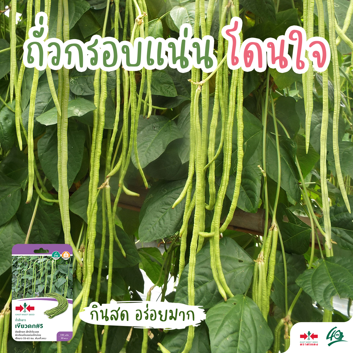 GGEW เมล็ดพันธุ์ ถั่วฝักยาวเขียวดก#5 100 เมล็ด ตราศรแดง Yard Long Bean