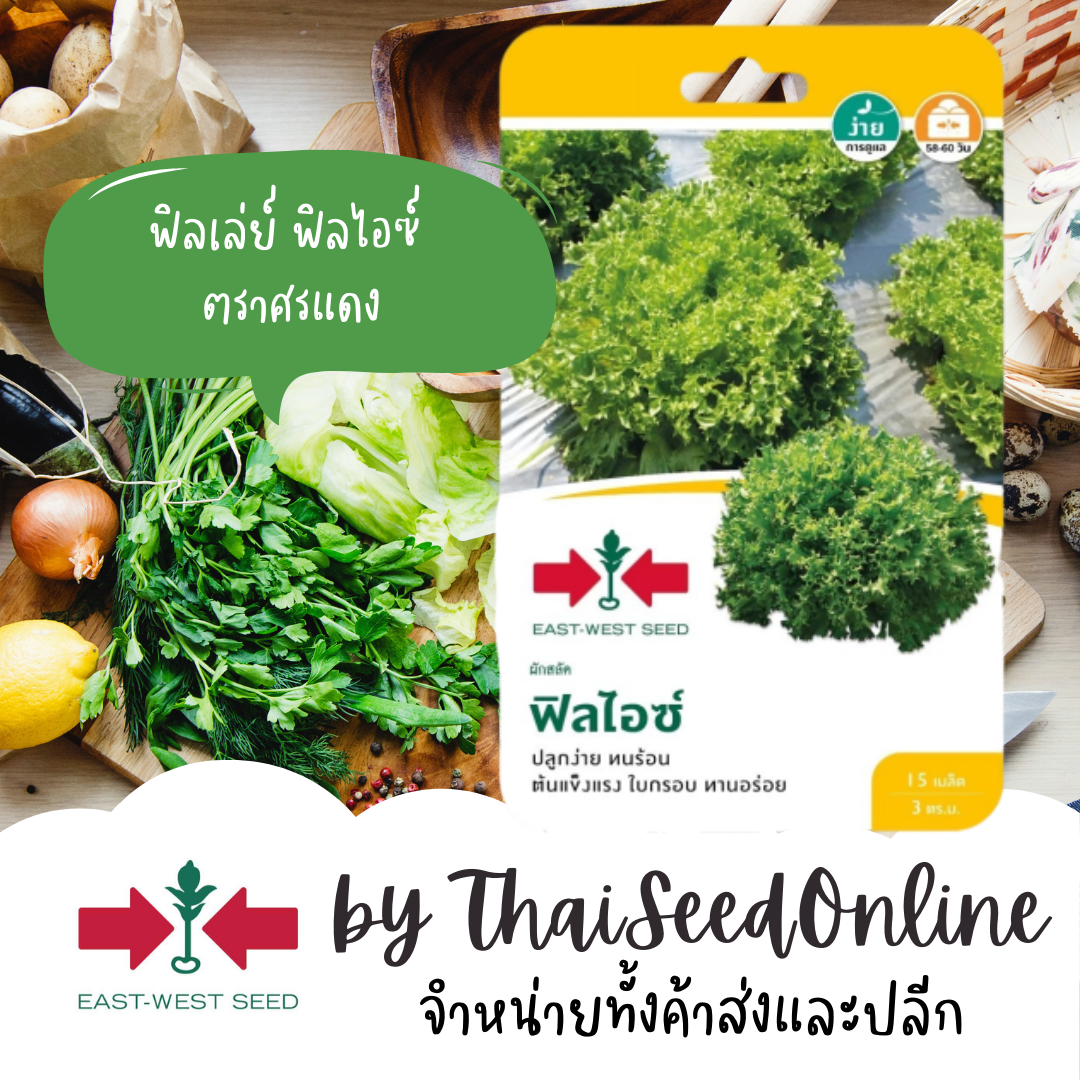 GGEW เมล็ดพันธุ์ซฟ เมล็ดพันธุ์ ฟิลเล่ย์ ฟิลไอซ์ 15 เมล็ด ตราศรแดง ผักสลัด ผักกาดหอม