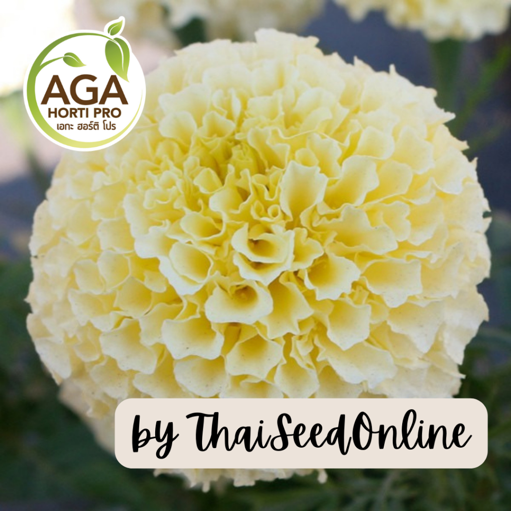 AGA Agro(เอกะ อะโกร) AGACOM เมล็ดพันธุ์ ดอกดาวเรืองสีขาววานิลลา 100 เมล็ด ตราเอกะอะโกร Vanilla Marigold Seeds
