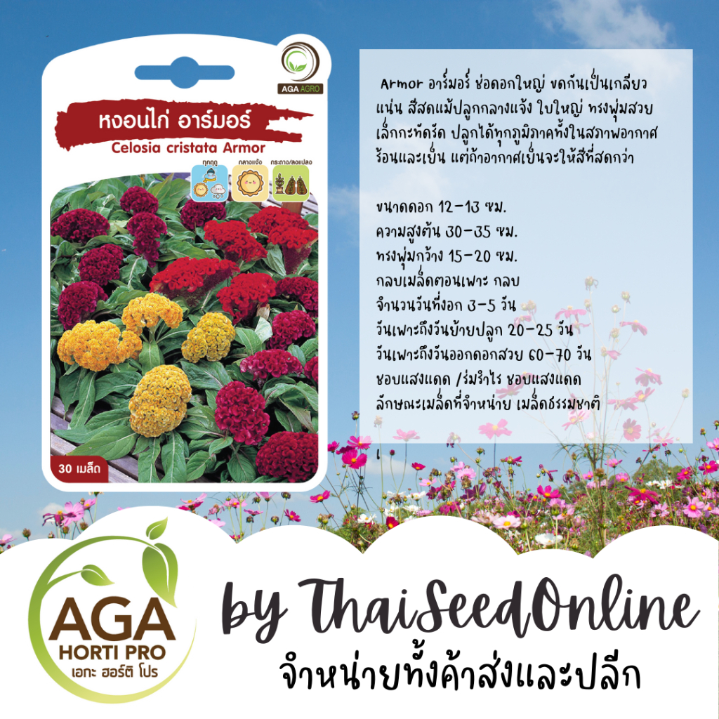 AGA Agro(เอกะ อะโกร) AGAPREMIUM หงอนไก่ อาร์มอร์ 30เมล็ด ตราเอกะอะโกร Celosia Cristata