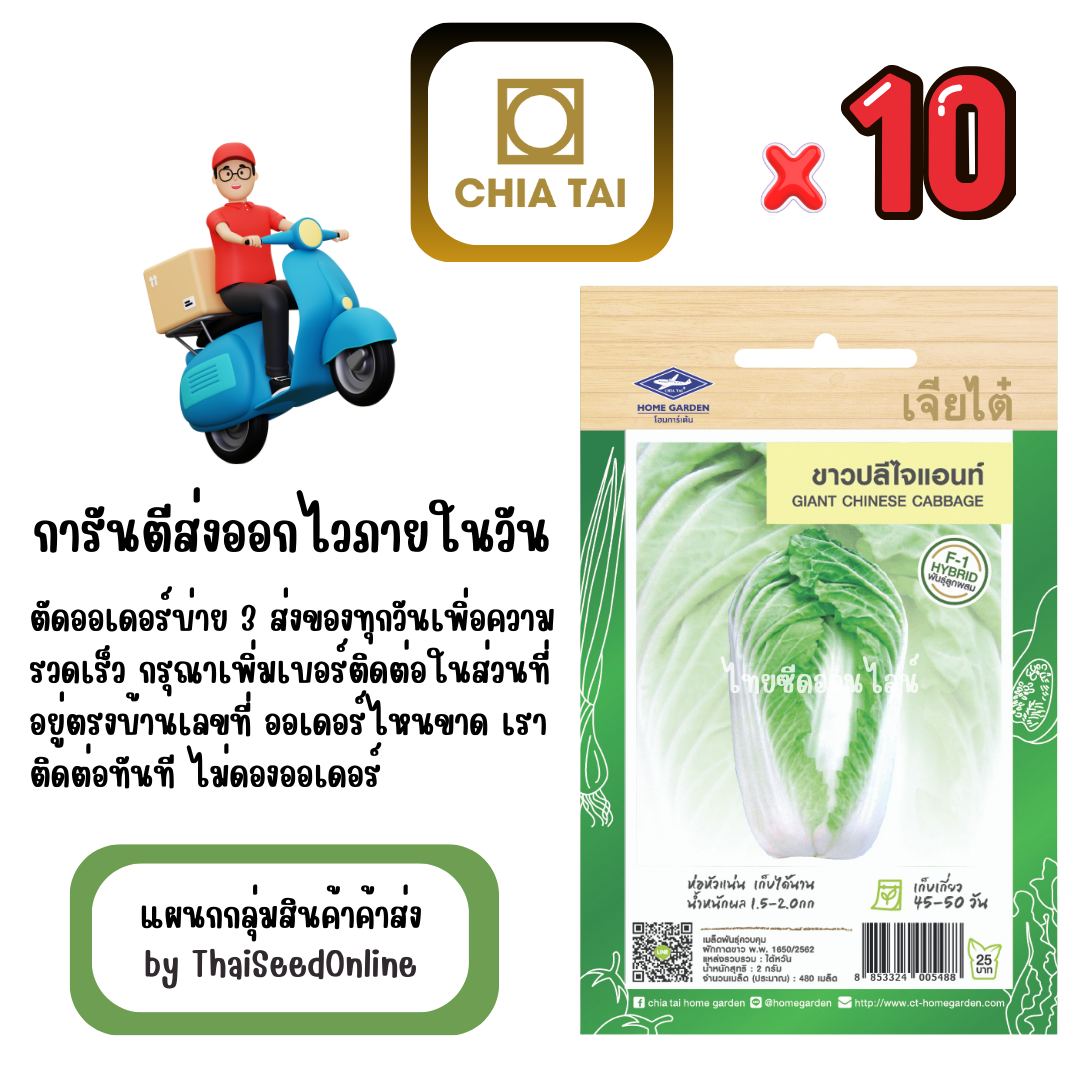 CTF1 x 10 เมล็ดผักซองเจียไต๋ ผักกาดขาวปลี ไจแอนท์ สินค้ายกแพ็ค