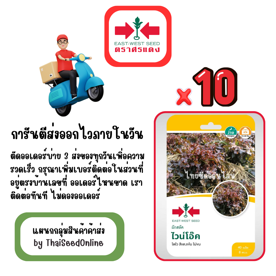 GGx10 เมล็ดผักซองศรแดง ไวน์โอ๊ค ผักกาดหอม สินค้ายกแพ็ค