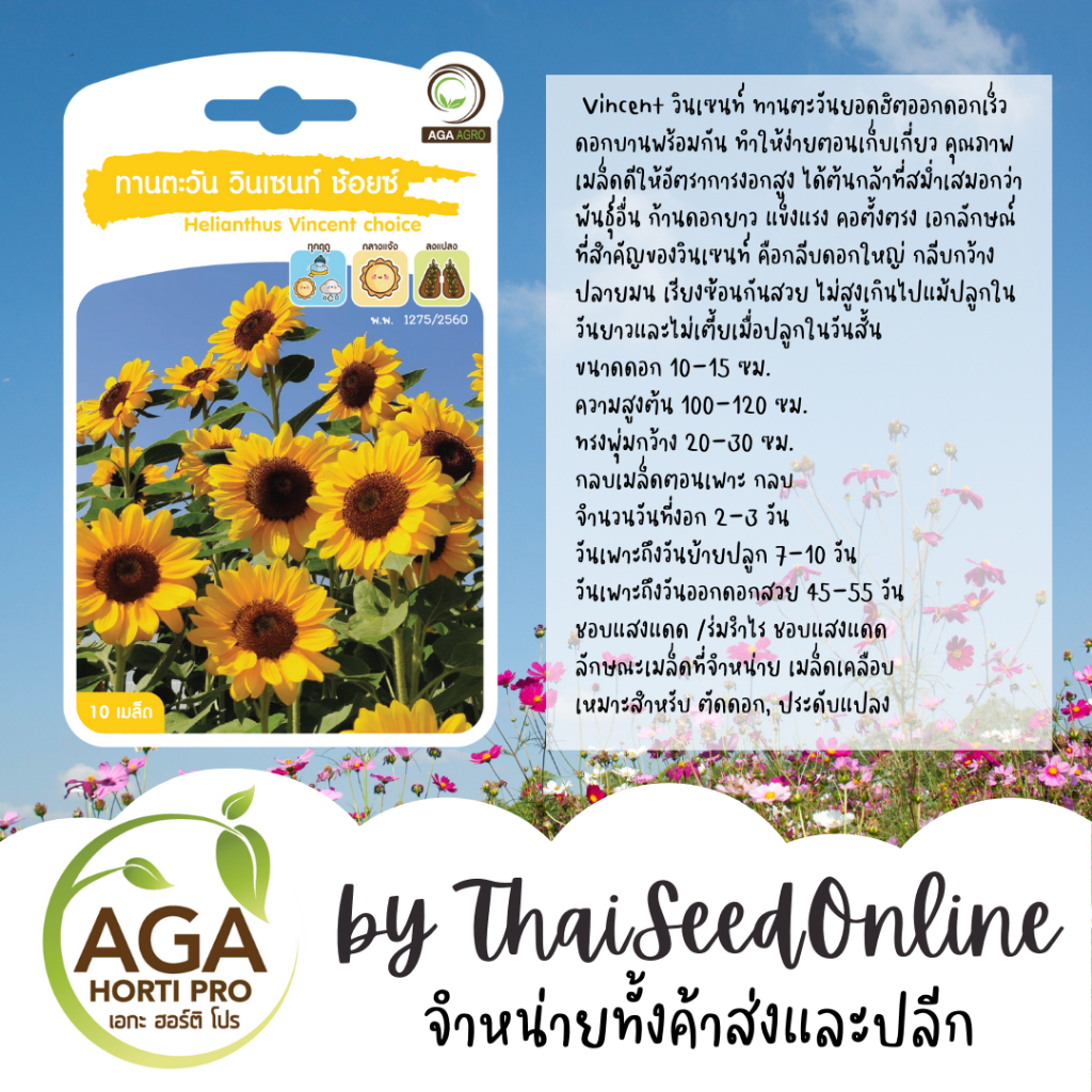 AGA Agro(เอกะ อะโกร) AGAPREMIUM Vincent วินเซนท์ ทานตะวัน 10เมล็ด ตราเอกะอะโกร Sunflower