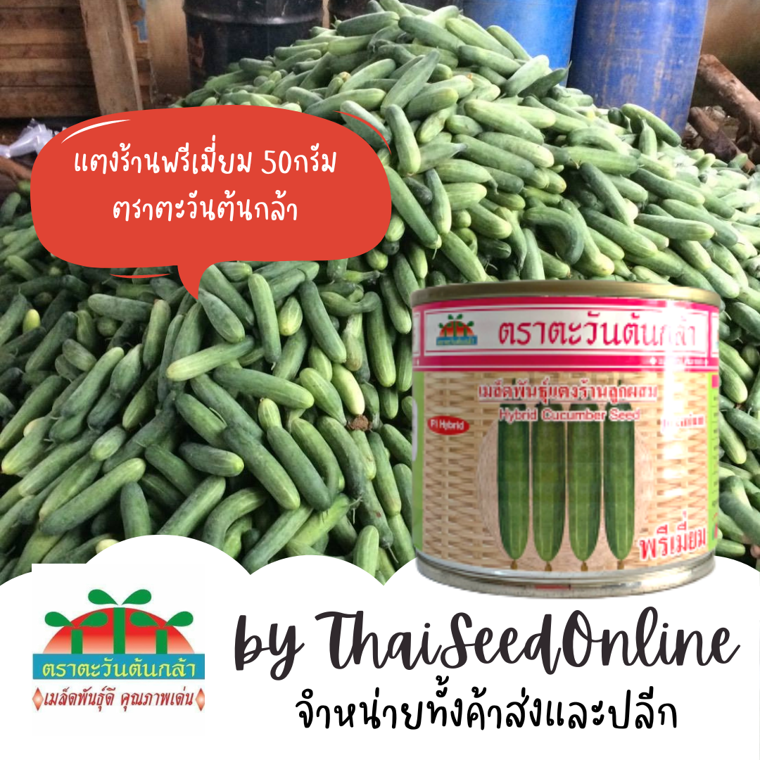 ADV กป 50กรัม กปเล็ก แตงร้านพรีเมี่ยม ตราตะวันต้นกล้า