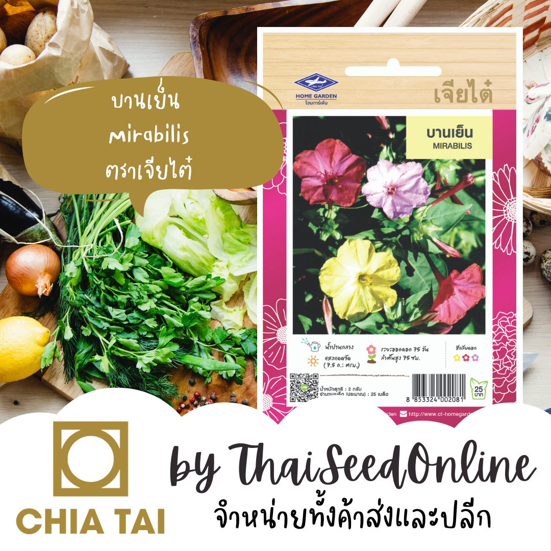 CTFW บานเย็น ตราเจียไต๋ เมล็ดดอกไม้ เมล็ดพันธุ์ดอกไม้