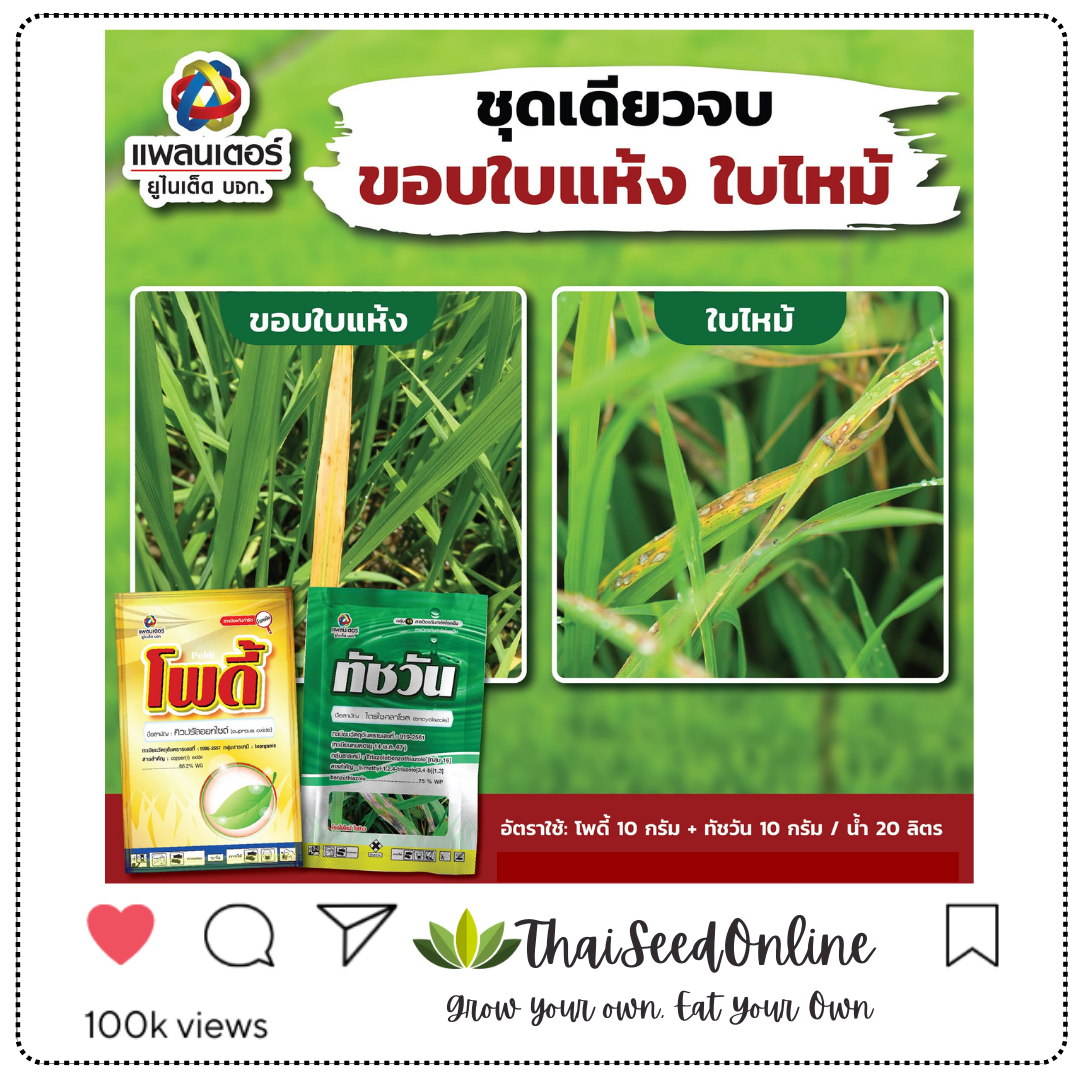 PTU โพดี้ 100กรัม Cuprous oxide 100g. แก้ขอบใบแห้ง ใบส้ม แบคทีเรีย บริษัท แพลนเตอร์ยูไนเต็ด จำกัด