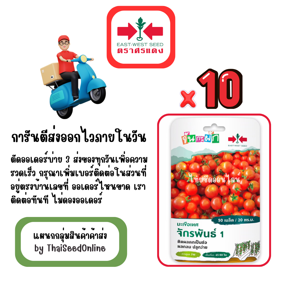 GGx10 เมล็ดผักซองศรแดง จักรพันธุ์1 มะเขือเทศผลกลม สินค้ายกแพ็ค