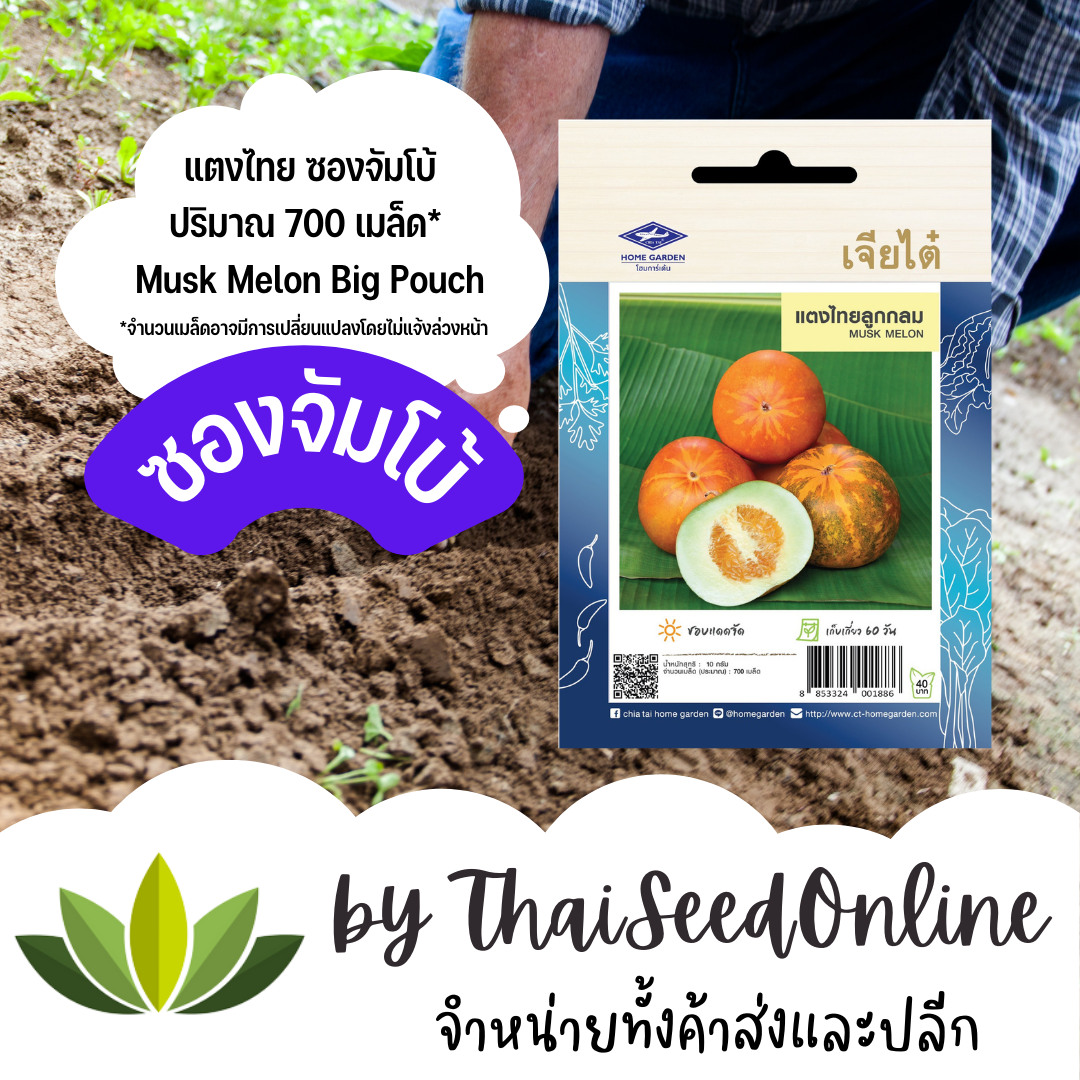 เมล็ดพันธุ์ แตงไทยกลม 700เมล็ด ซองจัมโบ้ เพิ่มปริมาณมากกว่า 3 เท่า！ตราเจียไต๋