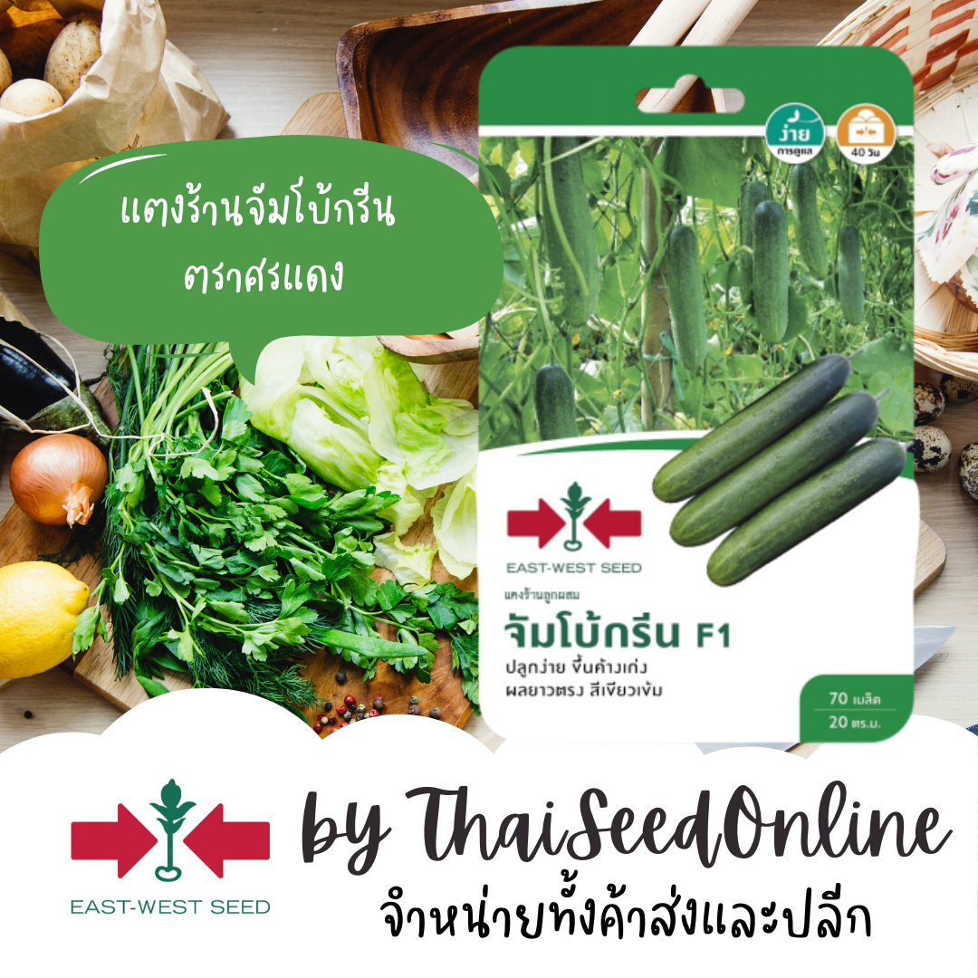 GGEW เมล็ดพันธุ์ซฟ แตงร้าน จัมโบ้กรีน 70เมล็ด ตราศรแดง Cucumber