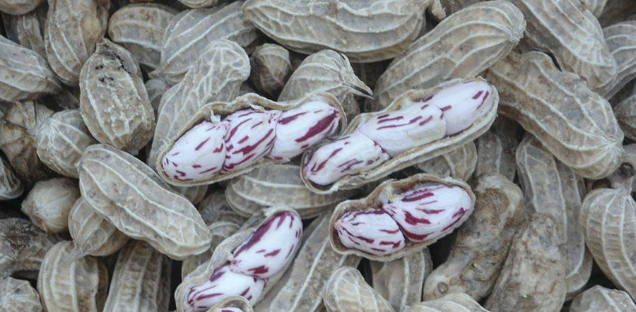 เมล็ดถั่วลิงสง ถั่วลาย ลายเสือ