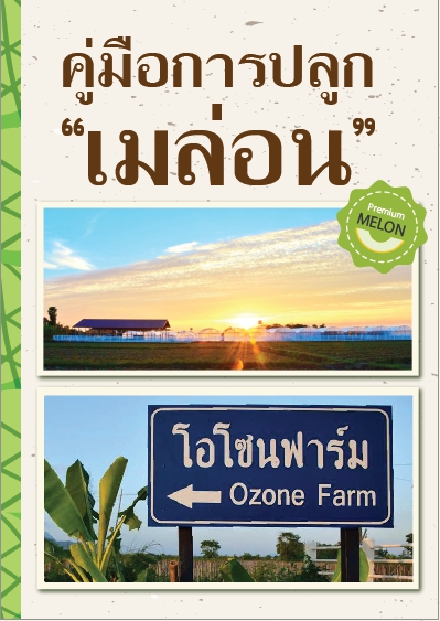 คู่มือและวิธีการปลูกเมล่อน