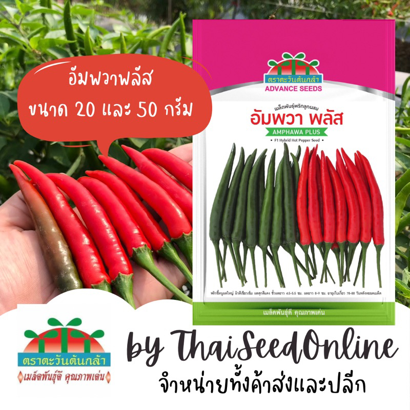 Advance Seeds(ตราตะวันต้นกล้า) ADVCOM เมล็ดพันธุ์ อัมพวาพลัส ขนาด 20 และ 50 กรัม ตราตะวันต้นกล้า