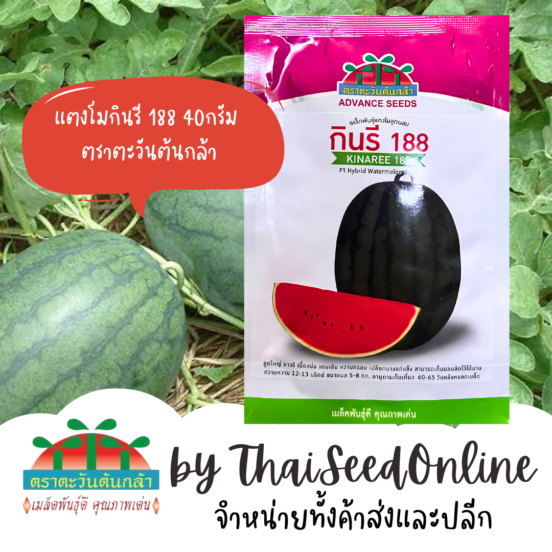 ADV Exp 12/69 ซอง 40 กรัม เมล็ดพันธุ์ แตงโม กินรี188 40กรัม ตราตะวันต้นกล้า