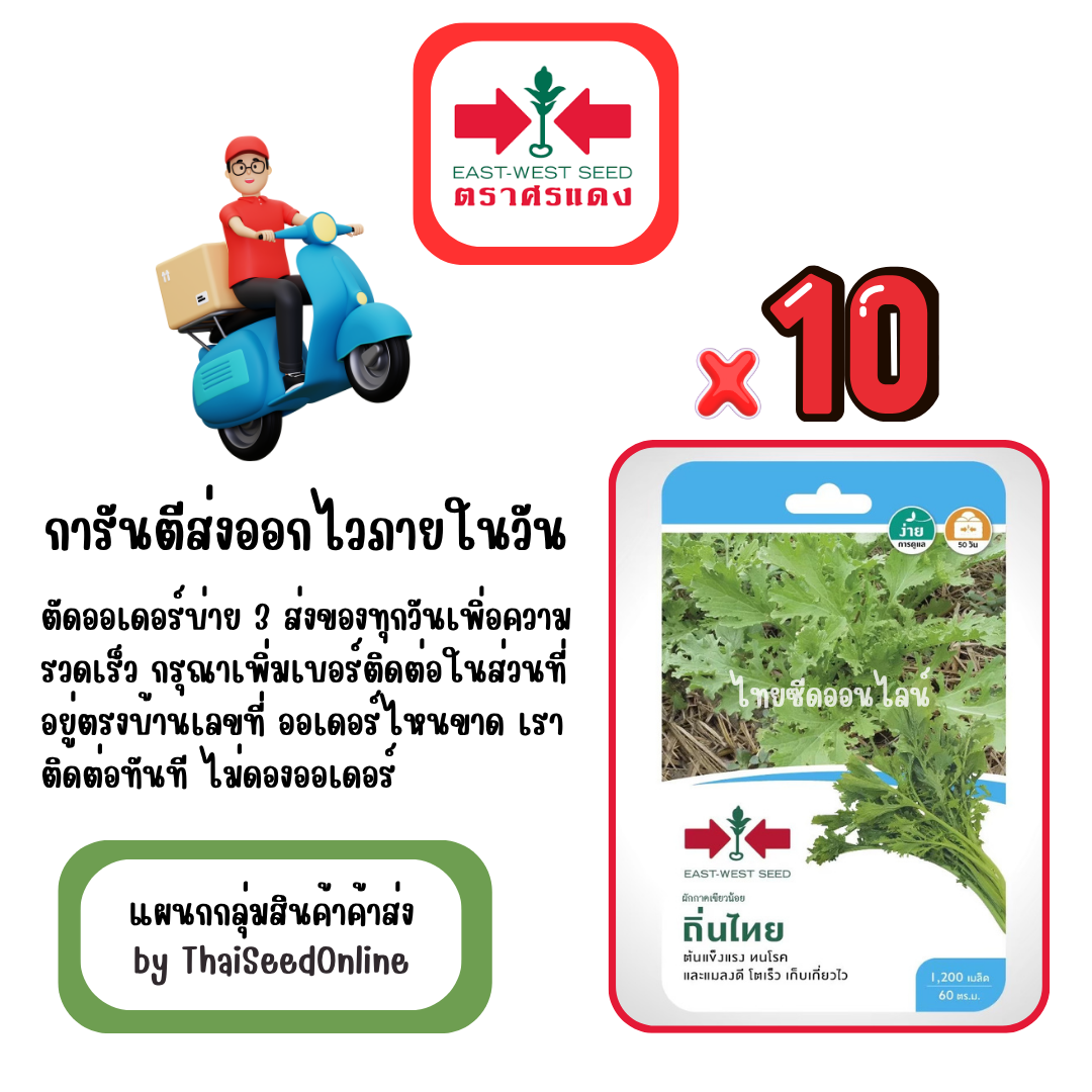 GGx10 เมล็ดผักซองศรแดง ถิ่นไทย ผักกาดเขียวน้อย ผักกาดสร้อย สินค้ายกแพ็ค