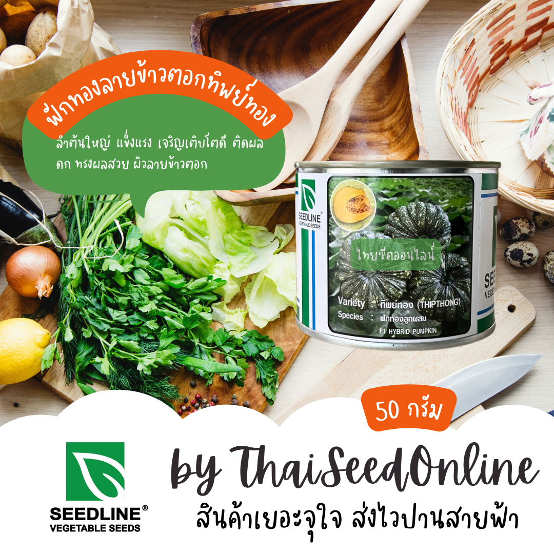 50กรัม เมล็ดพันธุ์ กป 50 กรัม ฟักทองลายข้าวตอกลูกผสม ทิพย์ทอง (THIPTHONG) ตราซีดไลน์