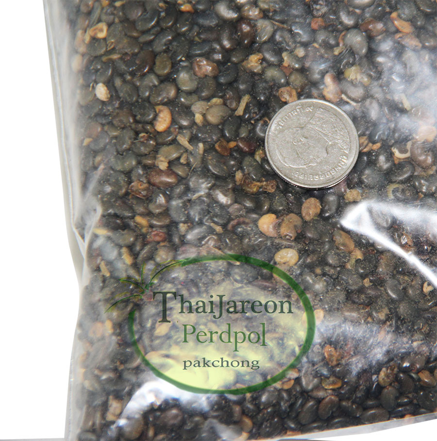 เมล็ดพันธุ์ปอเทือง ดอกปอเทือง ดอกเหลือง ประดับสวยงาม พืชบำรุงดิน ให้ปุ๋ยอินทรีย์ ขายเป็นกิโลกรัม