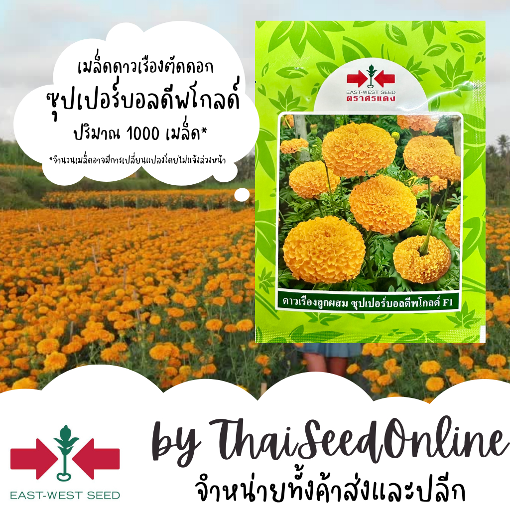 Sorndang(ศรแดง) EWCOM 1000เมล็ด เมล็ดพันธุ์ ดาวเรืองตัดดอก ซุปเปอร์บอลดีพโกลด์ ตราศรแดง เมล็ดดอกไม้