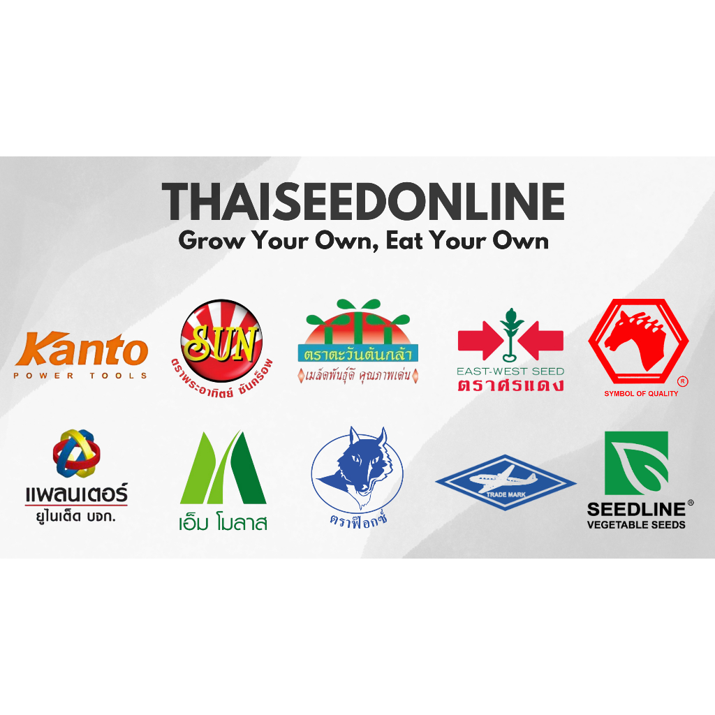 Chia Tai(เจียไต๋) TNS(ทีเอ็นเอส) TNS เมล็ดพันธุ์แบบซองเล็ก มะเขือเชอร์รี่ เลดี้ออเร้นท์333 ตรา ที เอ็น เอส