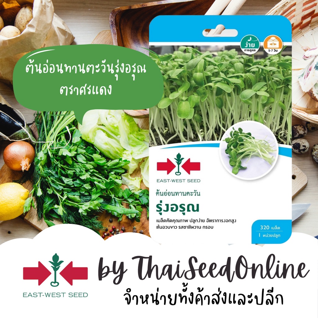 ตราศรแดง GGEW เมล็ดพันธุ์ ต้นอ่อนทานตะวันงอกรุ่งอรุณ 320 เมล็ด ตราศรแดง Sunflower Sprout Seeds