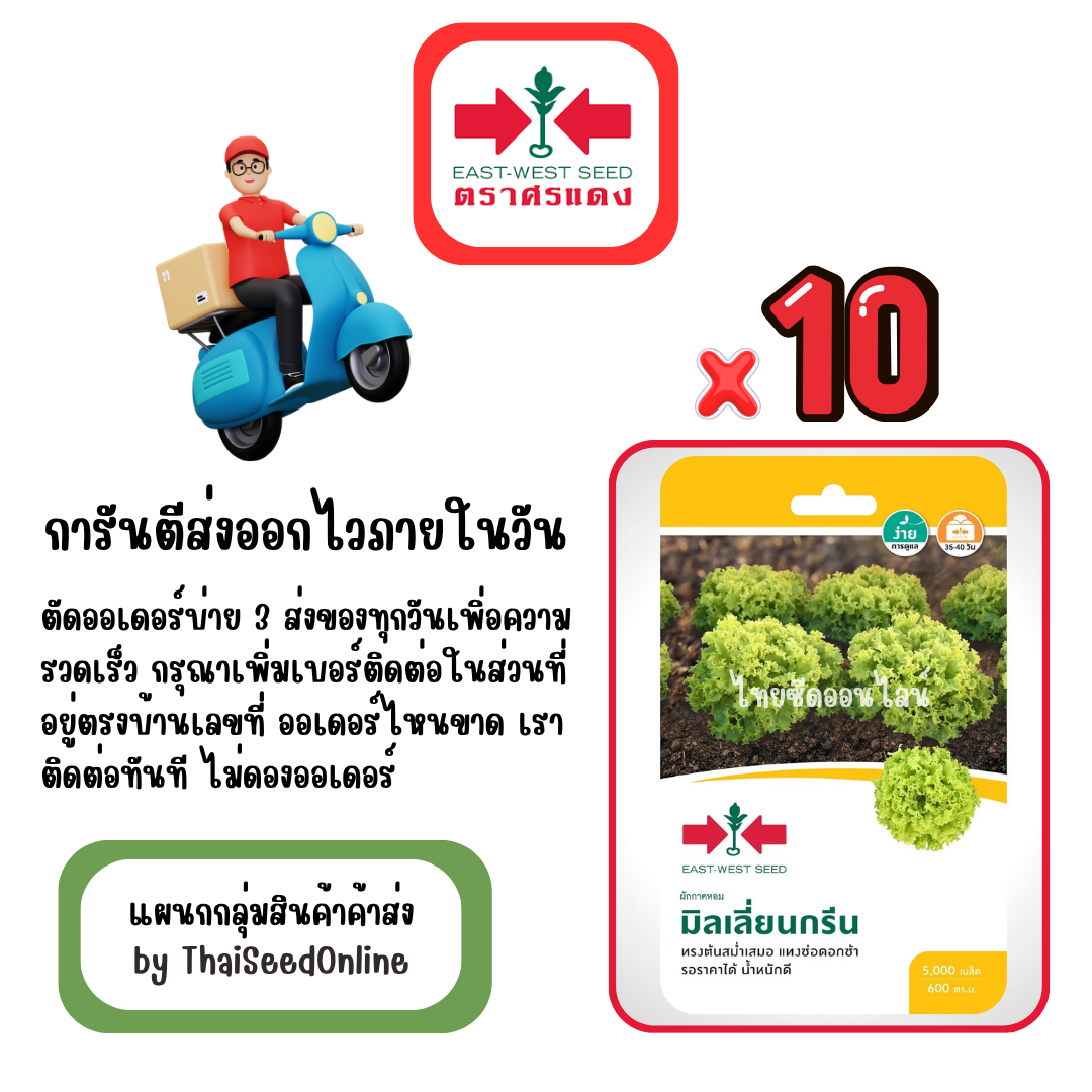 GGx10 เมล็ดผักซองศรแดง มิลเลี่ยนกรีน ผักกาดหอม สินค้ายกแพ็ค