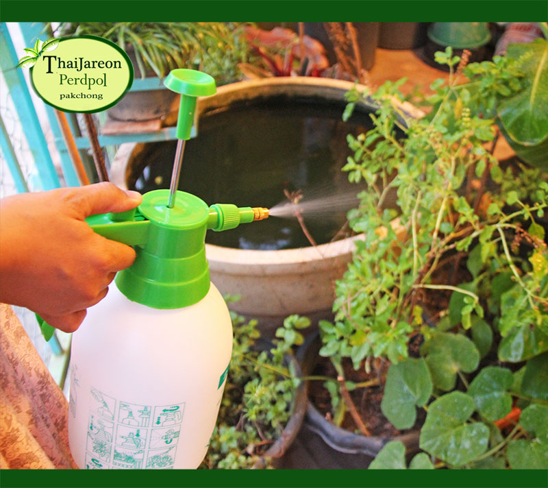 สเปรย์ foggy กระบอกฉีดน้ำแรงดัน Hand Pressure Foggy กระบอกฉีดน้ำยา ฟ็อกกี้ ขนาด 2 ลิตร