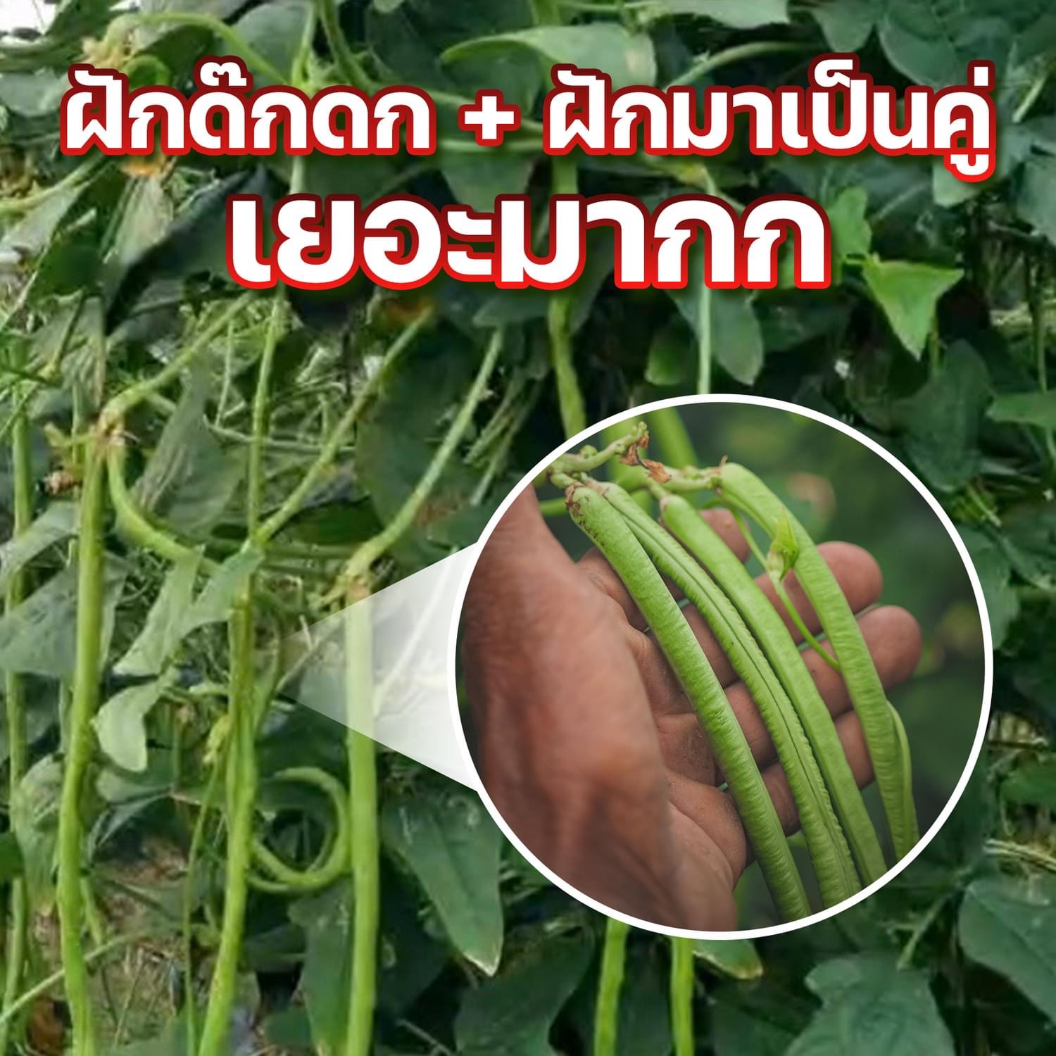 Sorndang(ศรแดง) EWCOM ถั่วฝักยาว ปรับปรุงใหม่ จากศรแดง ‼️ เขียวดกพลัส 500 กรัม Yard Long Bean