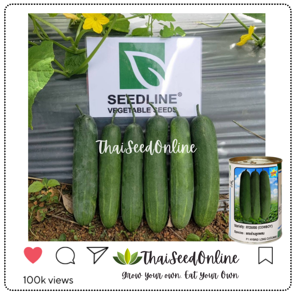 Seed Line(ซีดไลน์) ซอง10กรัม เมล็ดพันธุ์ แตงร้าน คาวบอย ตราซีดไลน์ NOBEL Cucumber