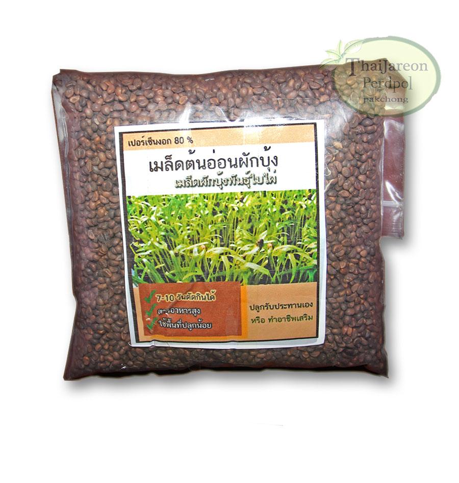 เมล็ดพันธุ์ผักบุ้ง พันธุ์เรียวไผ่ เหมาะกับปลูกต้นอ่อน