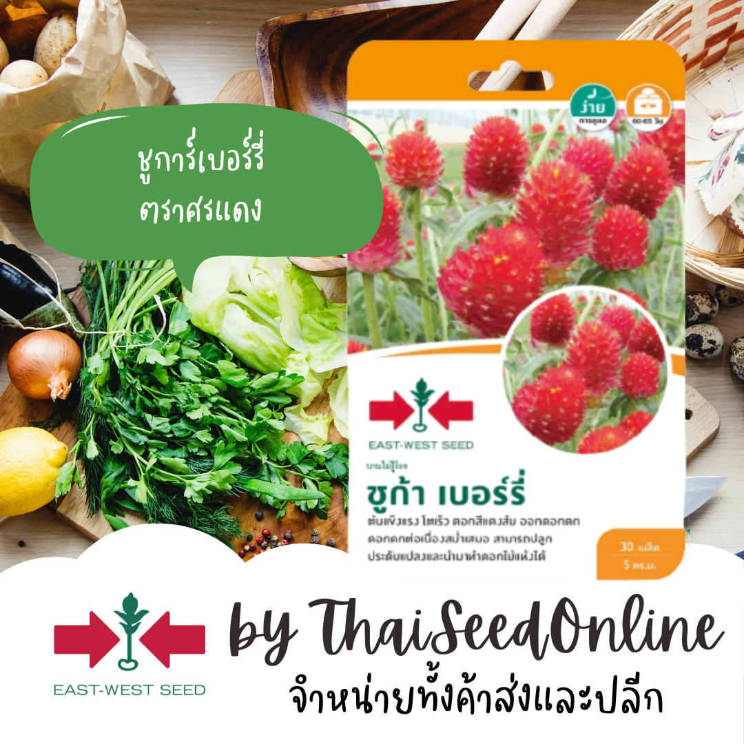 Sorndang(ศรแดง) GGEW เมล็ดพันธุ์ซฟ บานไม่รู้โรย ชูก้า เบอร์รี่ ตรา ศรแดง บานไม่รู้โรยสีแดง