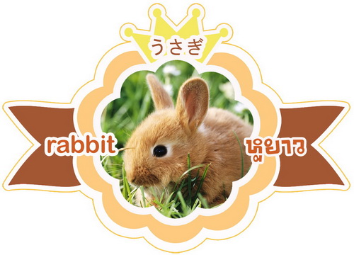 Rabbit อาหาร+อุปกรณ์ กระต่าย
