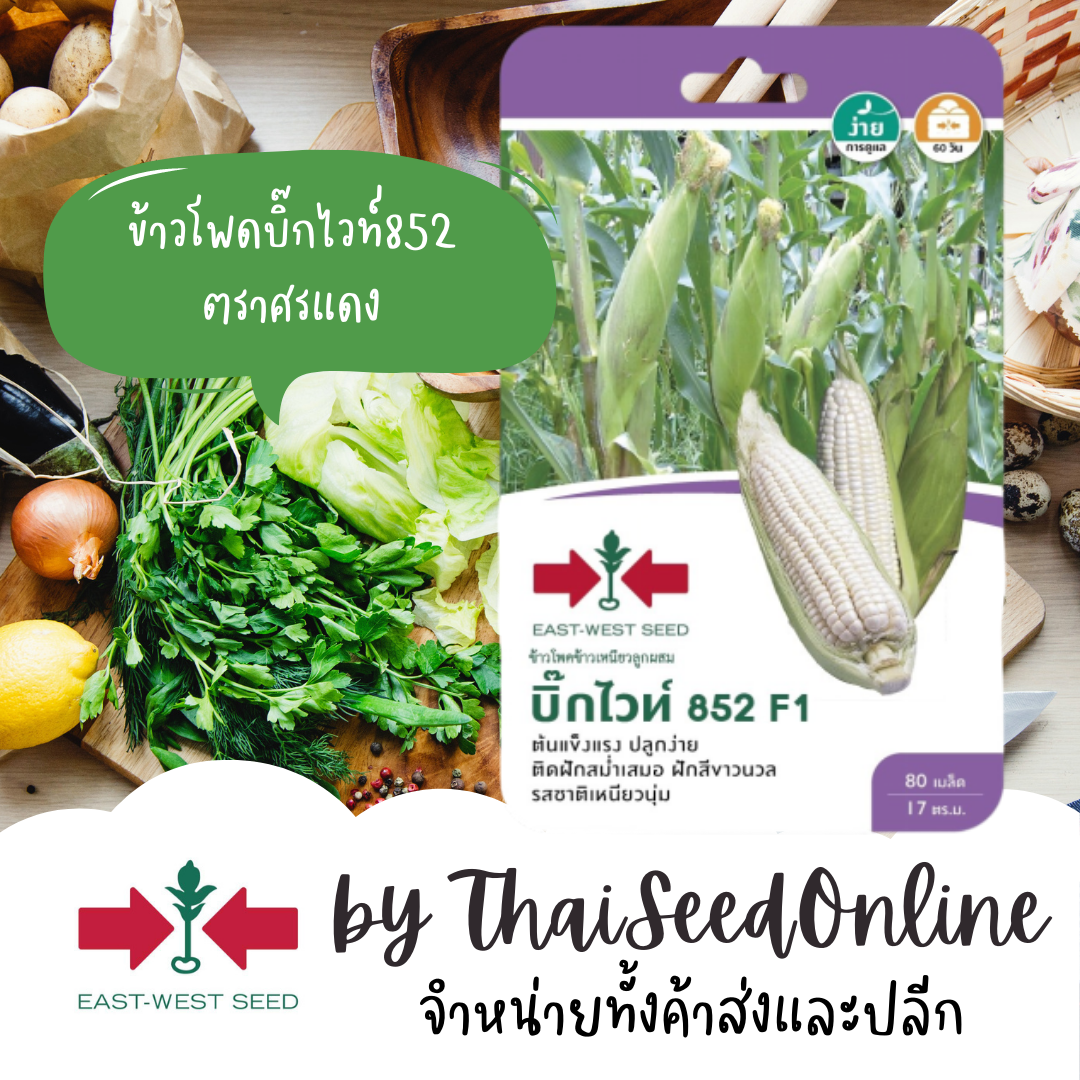 GGEW เมล็ดพันธุ์ซฟ ข้าวโพดข้าวเหนียวลูกผสม บิ๊กไวท์ 852 80 เมล็ด ตราศรแดง Waxy Corn