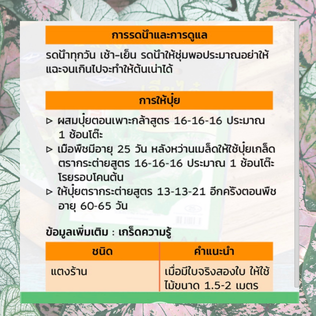 เมล็ดพันธุ์ แตงกวา 250 เมล็ด ซองจัมโบ้ เพิ่มปริมาณมากกว่า 3 เท่า! ตราเจียไต๋ Cucumber